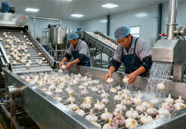 1759128590318765.jpg 大蒜多糖生产线介绍_副本.jpg